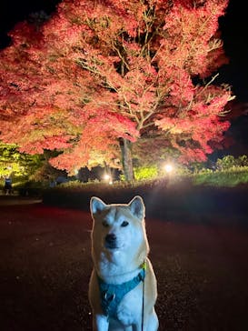 修善寺虹の郷に投稿された画像（2024/11/24）