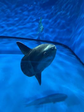 アクアワールド茨城県大洗水族館に投稿された画像（2024/11/24）