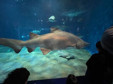 アクアワールド茨城県大洗水族館に投稿された画像（2024/11/24）