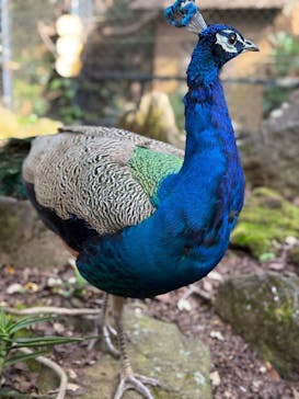 伊豆シャボテン動物公園に投稿された画像（2024/11/24）