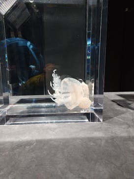 AOAO SAPPOROに投稿された画像（2024/11/24）