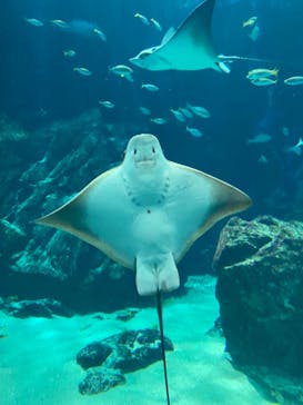 マリンワールド海の中道に投稿された画像（2024/11/24）