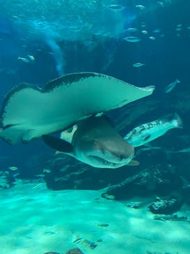 マリンワールド海の中道に投稿された画像（2024/11/24）