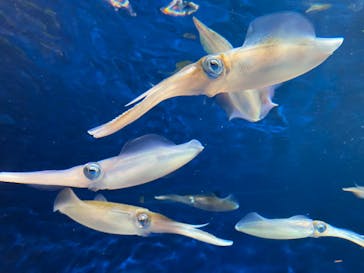 マリンワールド海の中道に投稿された画像（2024/11/24）