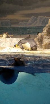 名古屋港水族館に投稿された画像（2024/11/24）