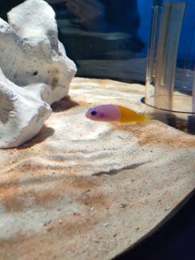 NIFREL（ニフレル）に投稿された画像（2024/11/24）