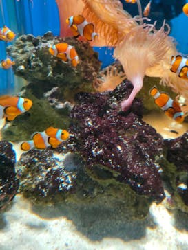 NIFREL（ニフレル）に投稿された画像（2024/11/24）