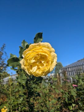 京成バラ園に投稿された画像（2024/11/24）