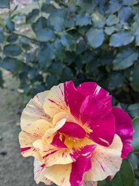 京成バラ園に投稿された画像（2024/11/24）