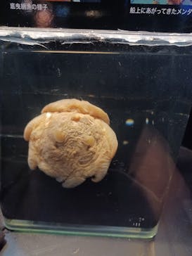 新江ノ島水族館に投稿された画像（2024/11/24）