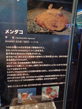 新江ノ島水族館に投稿された画像（2024/11/24）