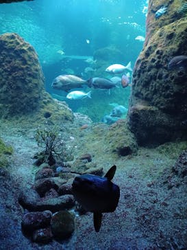 新江ノ島水族館に投稿された画像（2024/11/24）