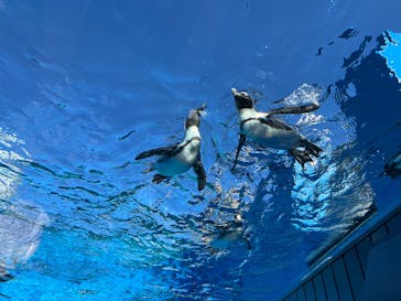 サンシャイン水族館に投稿された画像（2024/11/24）