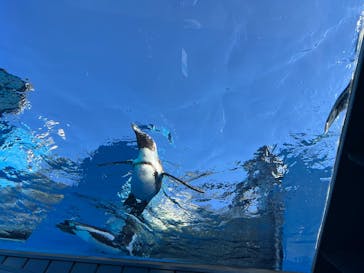サンシャイン水族館に投稿された画像（2024/11/24）