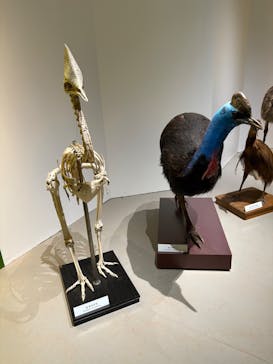 特別展「鳥 ～ゲノム解析が解き明かす新しい鳥類の系統～」国立科学博物館に投稿された画像（2024/11/24）