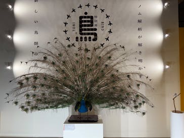 特別展「鳥 ～ゲノム解析が解き明かす新しい鳥類の系統～」国立科学博物館に投稿された画像（2024/11/24）