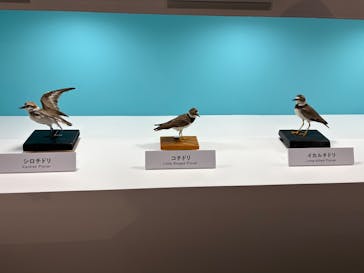 特別展「鳥 ～ゲノム解析が解き明かす新しい鳥類の系統～」国立科学博物館に投稿された画像（2024/11/24）