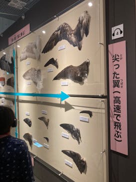 特別展「鳥 ～ゲノム解析が解き明かす新しい鳥類の系統～」国立科学博物館に投稿された画像（2024/11/24）