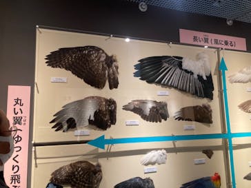 特別展「鳥 ～ゲノム解析が解き明かす新しい鳥類の系統～」国立科学博物館に投稿された画像（2024/11/24）