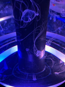 マクセル アクアパーク品川に投稿された画像（2024/11/24）