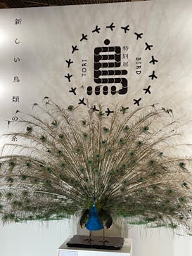 特別展「鳥 ～ゲノム解析が解き明かす新しい鳥類の系統～」国立科学博物館に投稿された画像（2024/11/24）