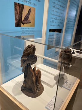 特別展「鳥 ～ゲノム解析が解き明かす新しい鳥類の系統～」国立科学博物館に投稿された画像（2024/11/24）