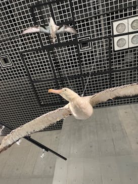 特別展「鳥 ～ゲノム解析が解き明かす新しい鳥類の系統～」国立科学博物館に投稿された画像（2024/11/24）