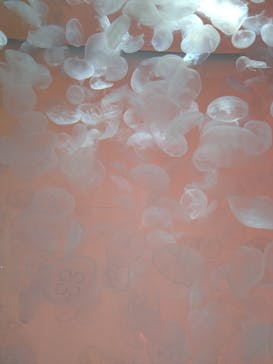 アクアワールド茨城県大洗水族館に投稿された画像（2024/11/24）