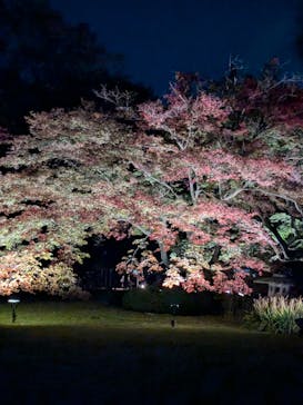 六義園に投稿された画像（2024/11/24）