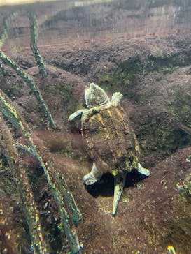 天王寺動物園に投稿された画像（2024/11/24）