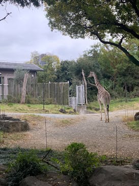 天王寺動物園に投稿された画像（2024/11/24）