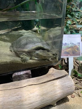 天王寺動物園に投稿された画像（2024/11/24）