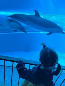 太地町立くじらの博物館に投稿された画像（2024/11/24）