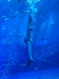 沖縄美ら海水族館に投稿された画像（2024/11/24）