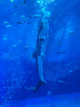 沖縄美ら海水族館に投稿された画像（2024/11/24）
