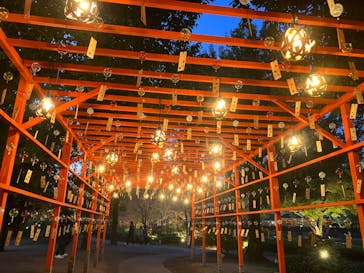 国営昭和記念公園 秋の夜散歩に投稿された画像（2024/11/24）