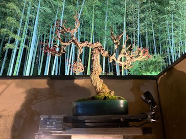 国営昭和記念公園 秋の夜散歩に投稿された画像（2024/11/24）