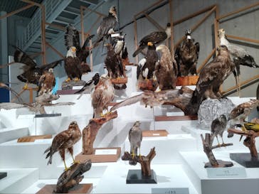 特別展「鳥 ～ゲノム解析が解き明かす新しい鳥類の系統～」国立科学博物館に投稿された画像（2024/11/24）