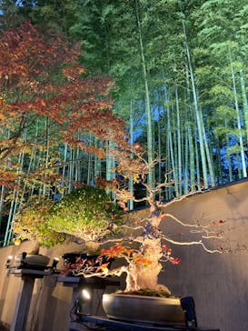 国営昭和記念公園 秋の夜散歩に投稿された画像（2024/11/24）