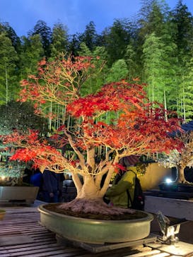 国営昭和記念公園 秋の夜散歩に投稿された画像（2024/11/24）