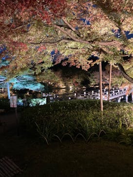 国営昭和記念公園 秋の夜散歩に投稿された画像（2024/11/24）