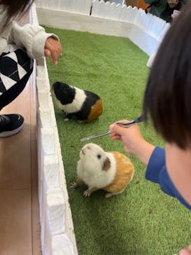 淡路ファームパーク イングランドの丘に投稿された画像（2024/11/24）