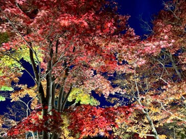 国営昭和記念公園 秋の夜散歩に投稿された画像（2024/11/24）