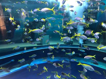 AQUARIUM × ART　atoa×神戸どうぶつ王国に投稿された画像（2024/11/24）
