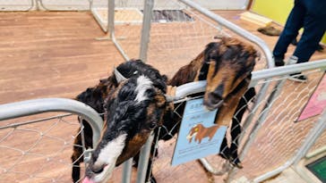 アニタッチ 東京ドームシティに投稿された画像（2024/11/24）