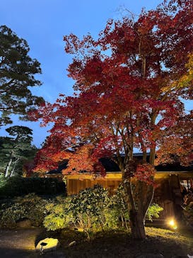 国営昭和記念公園 秋の夜散歩に投稿された画像（2024/11/24）