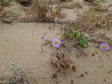鳥取砂丘セグウェイ ワイルドアドベンチャーツアーに投稿された画像（2024/11/20）