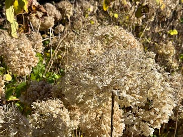 EnglishGardenローザンベリー多和田に投稿された画像（2024/11/24）