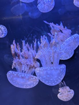 名古屋港水族館に投稿された画像（2024/11/24）