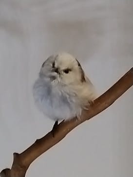 特別展「鳥 ～ゲノム解析が解き明かす新しい鳥類の系統～」国立科学博物館に投稿された画像（2024/11/24）